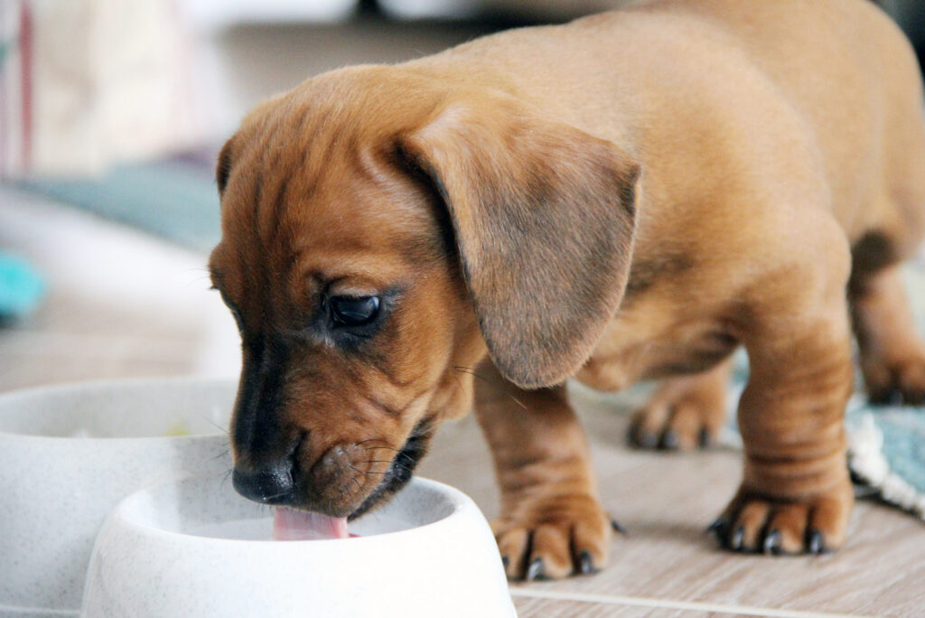 How To Make Puppy Mush 3 Recipe Ideas To Make It Yummier   The Puppy Eats The Dog From A White Bowl 1024x684 