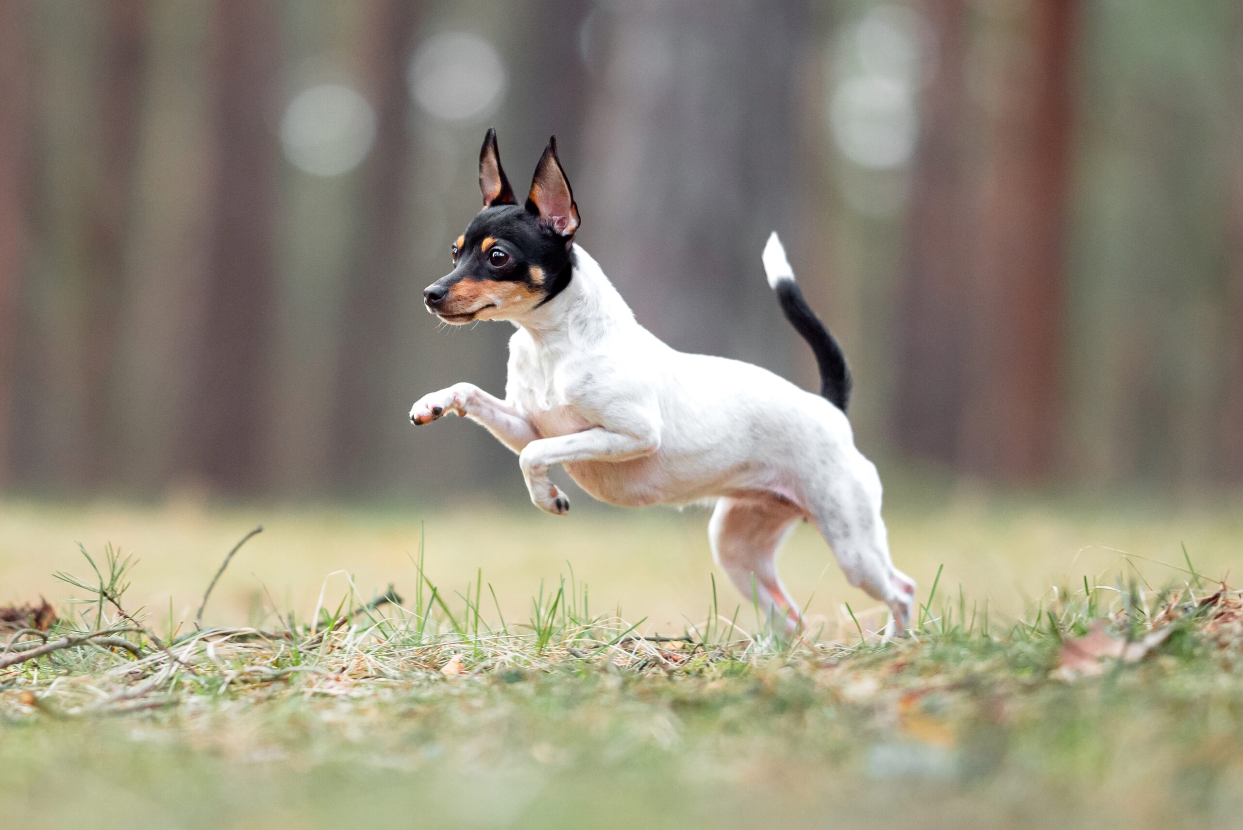 toy fox terrier jumping