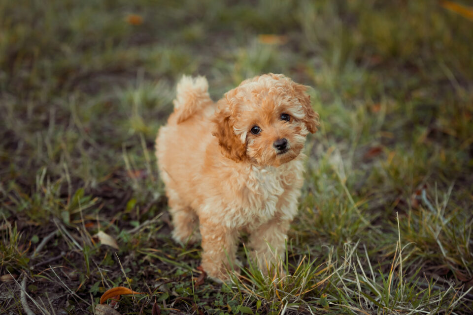 toy-poodle-breeders-in-ontario-top-7-choices