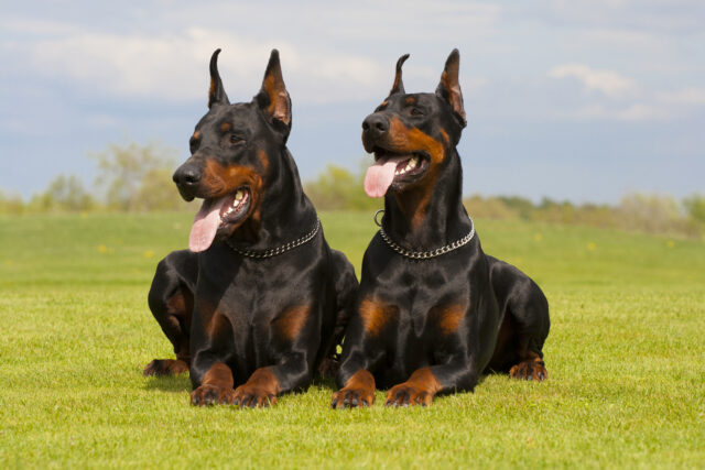 Top 10 Doberman Breeders In Texas: Best Pups In Texas