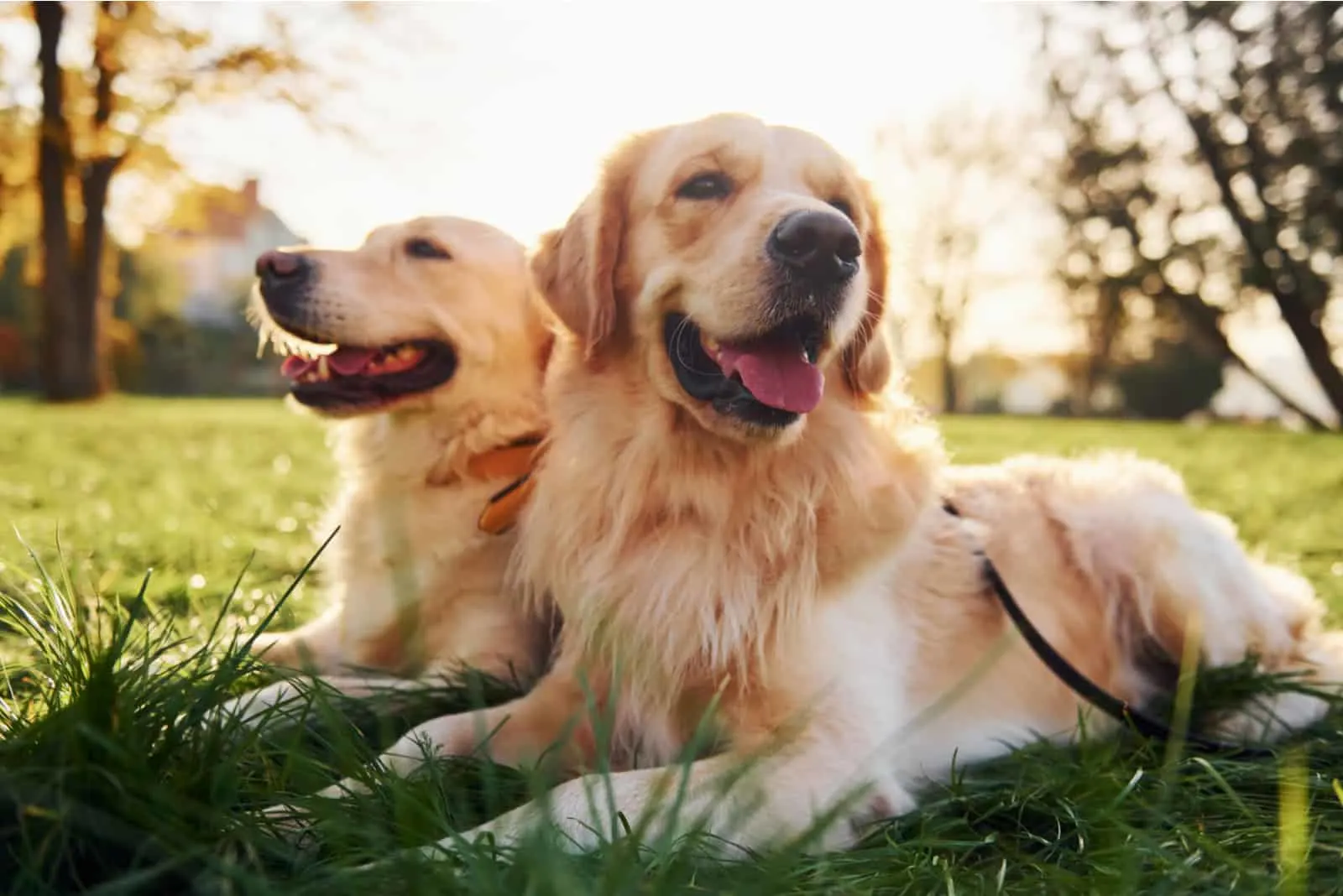 Can Brother And Sister Dogs Have Puppies? Resolving Your Dilemma