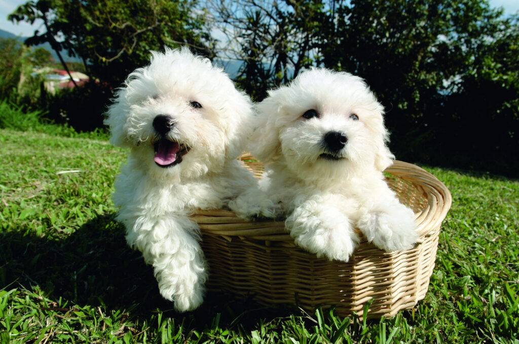 The 3 Best Bichon Frise Breeders In Ontario   Two Bichon Frise Dogs In A Basket 1024x678 