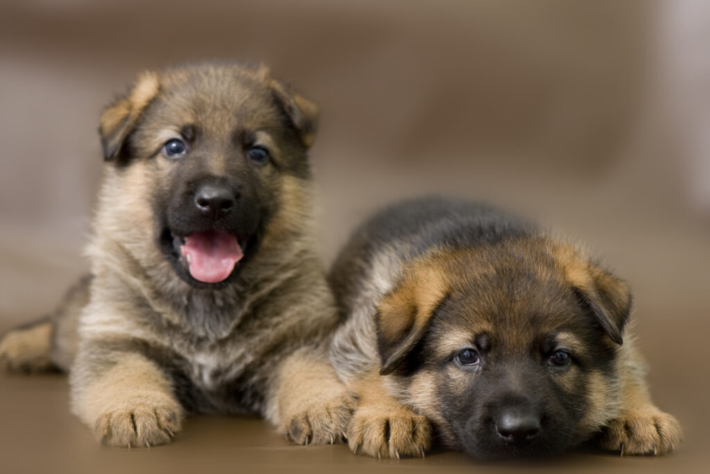 German Shepherd Breeders In Minnesota: Top 8 Picks