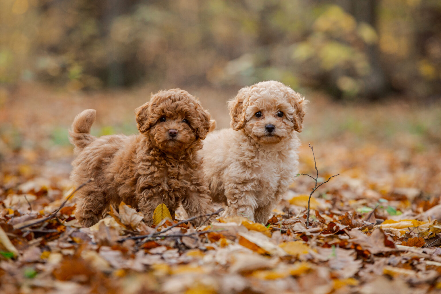 8-best-miniature-poodle-breeders-in-ontario