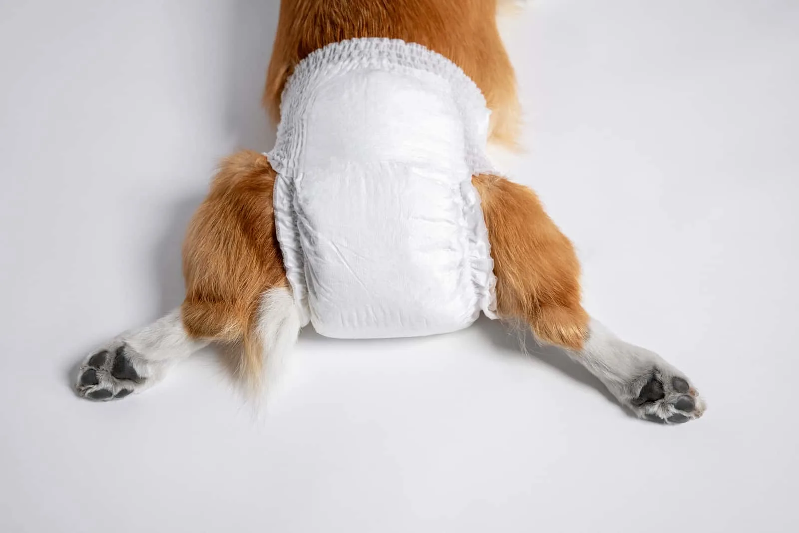 are dog diapers safe