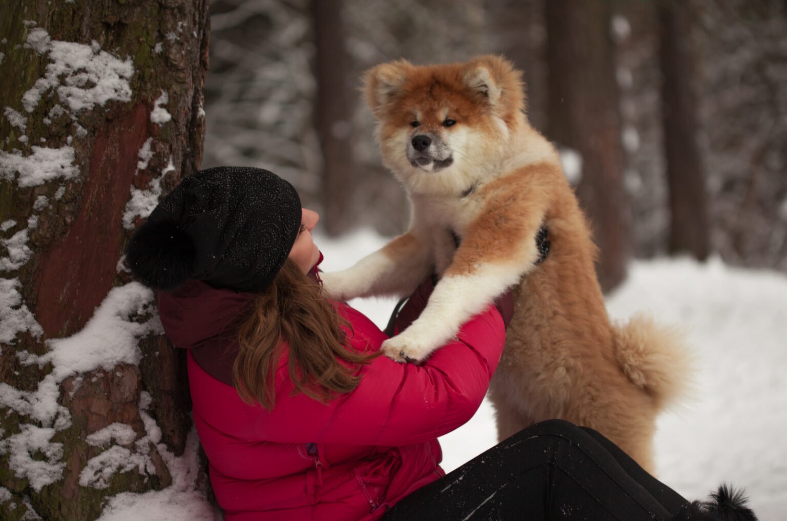 The Long Haired Akita: A Myth Or Outcasts? Let’s Find Out