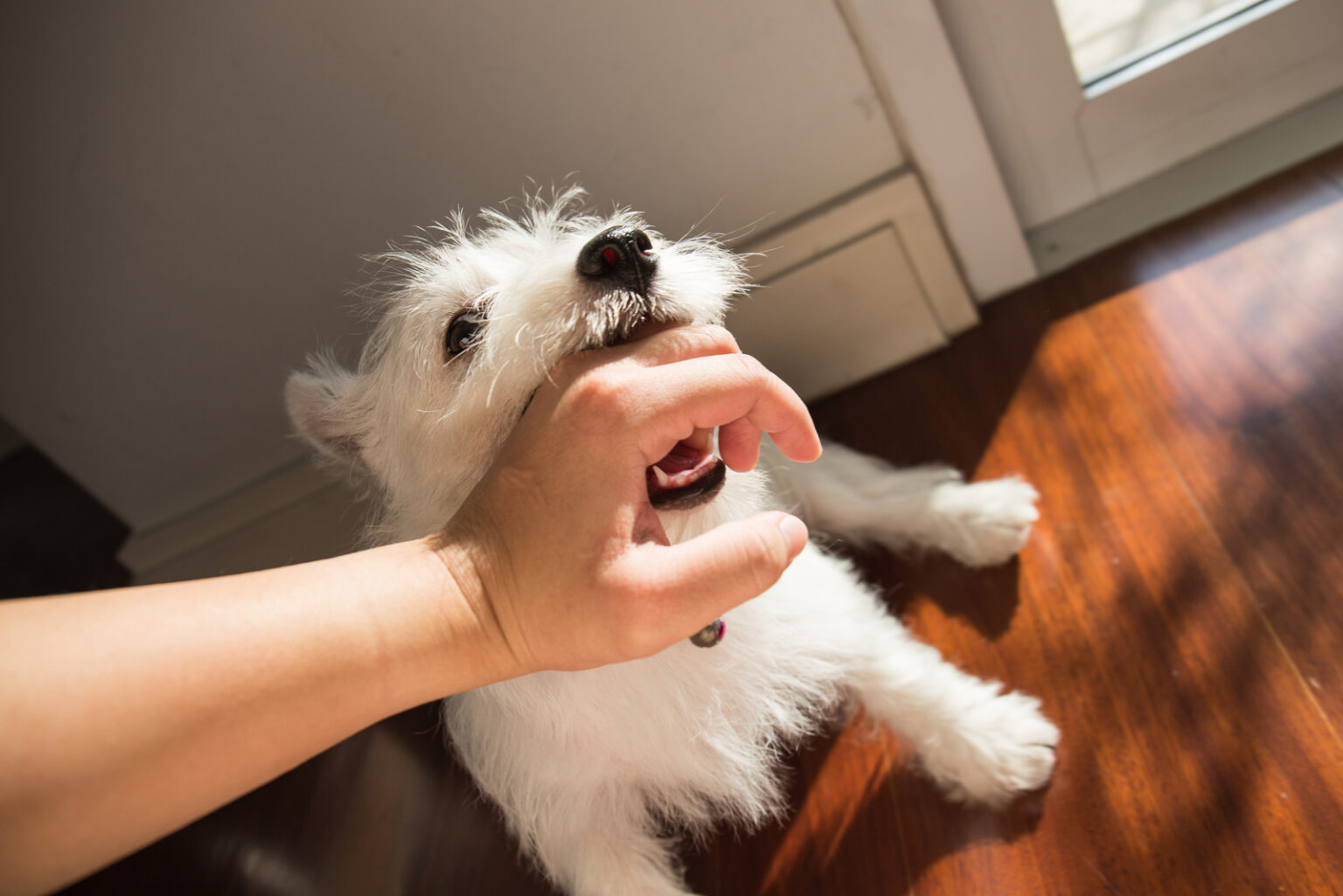 Why Do Dogs Bite Each Other's Necks? Dog Neck Biting Behavior Explained