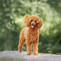 poodle standing outside