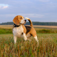 the beautiful Beagle is standing in the field