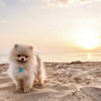 pomeranian on a beach