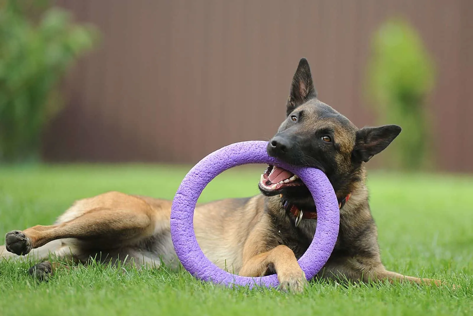 Belgian top malinois toys