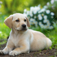 vute labrador puppy laying