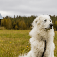 great pyrenees dog