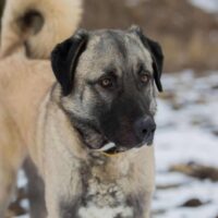 anatolian shepherd dog