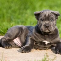 cute cane corso puppy laying outdoor