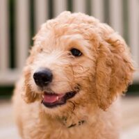 cute labradoodle puppy