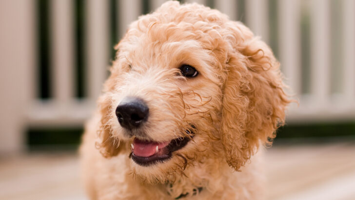 what color labradoodle is best