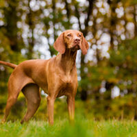 vizsla dog