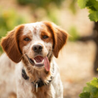 Brittany spaniel dog in the autumn vineyard