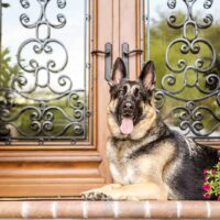 dog sitting on front door