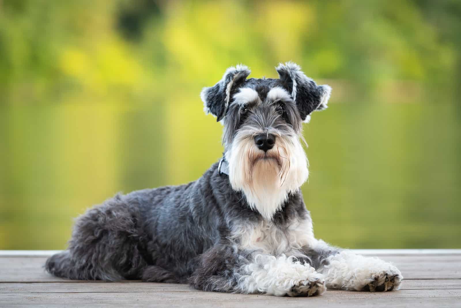 do schnauzers have hair or fur