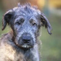 puppy of breed the Irish Wolfhound sits on a green grass in the yard