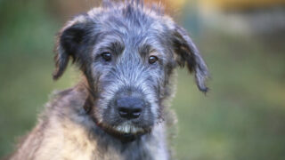 23 Irish Wolfhound Mixes: Crossbreeds You’ve Got To Love