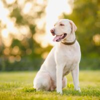 beautiful labrador retriever on the grass sitting