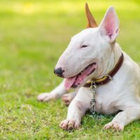 Bull terrier on green field