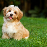 Havanese