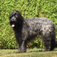 A beautiful black Briard in the garden