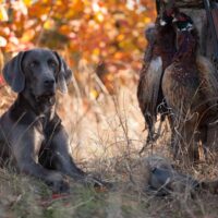 the dog breed Weimaraner is a hunting