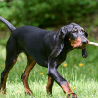 black and tan coonhound playing fetch with a stick