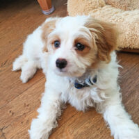 cute dog sitting on floor