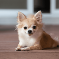 brown chihuahua sitting on floor