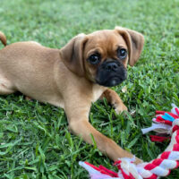 Puppy pugalier playing with dog toy in the backyard on green grass