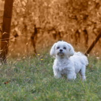 cute maltese standing in the wood