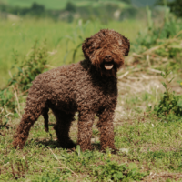 Lagotto Romagnolo stands in a meadow