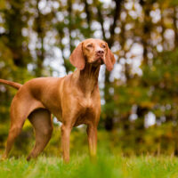 viszla dog in nature standing