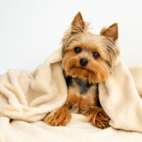 yorkie under a blanket