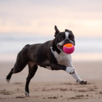 boston terrier holding a ball in mouth