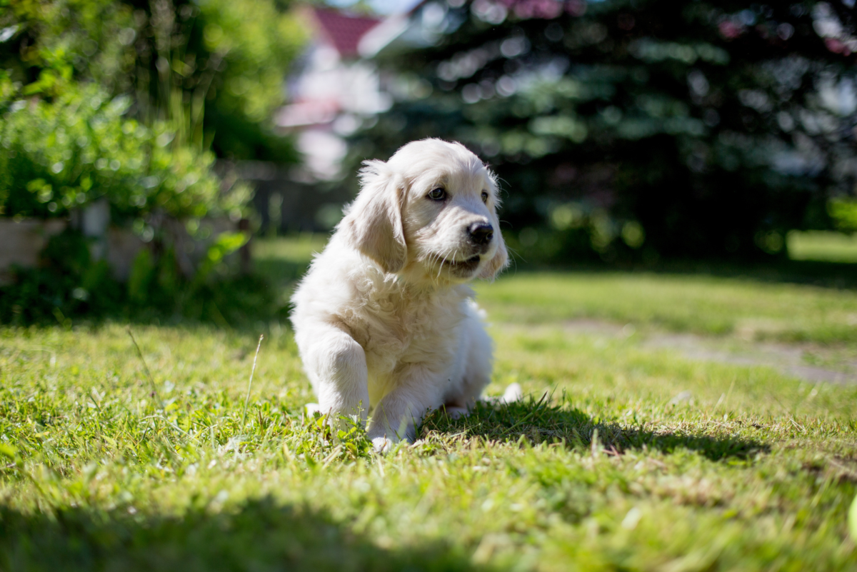 Golden Retriever Growth Chart—Everything You Should Know