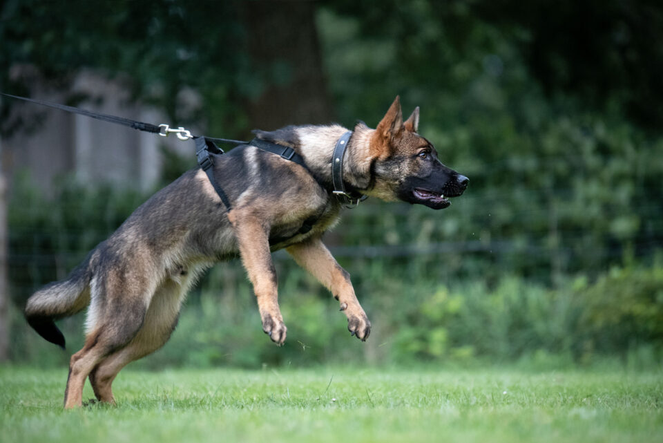 Where To Surrender An Aggressive Dog? 6 Safe Solutions