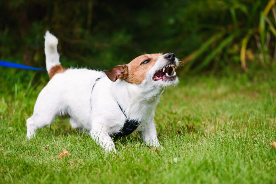 Where To Surrender An Aggressive Dog? 6 Safe Solutions