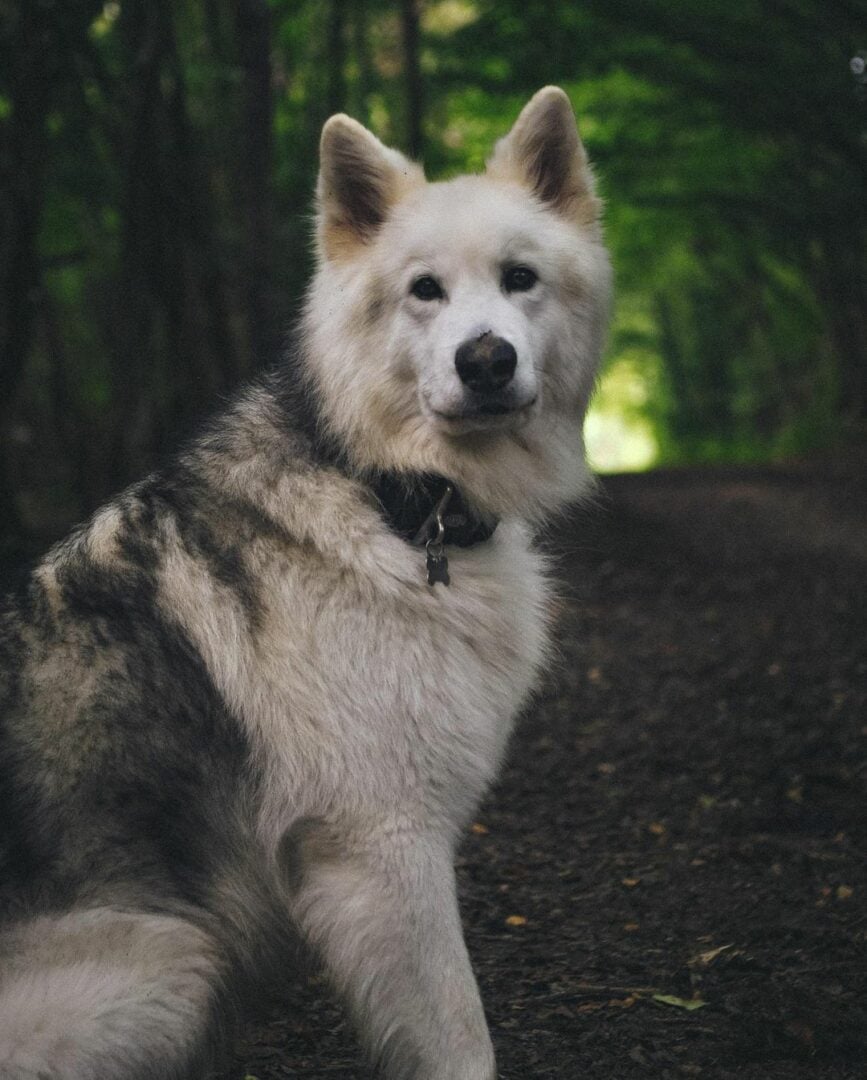 30 Alaskan Malamute Mixes: When The Fluff Prevails