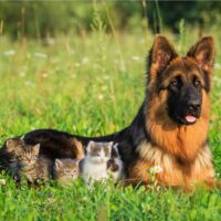 german shepherd lies in the grass with several kittens