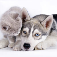 husky and cat