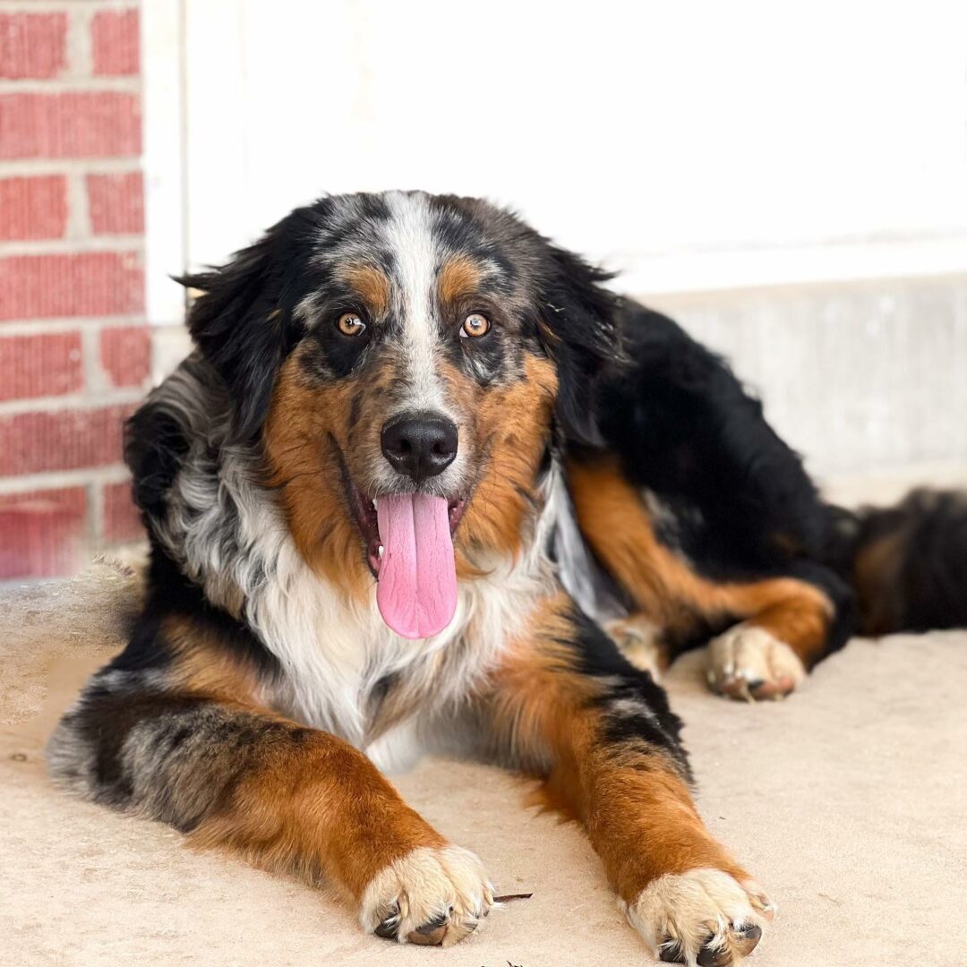 Top 44 Cutest Bernese Mountain Dog Mixes Of All Time