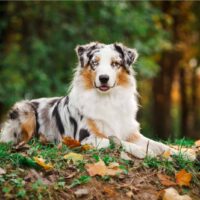 portrait of an australian shepherd