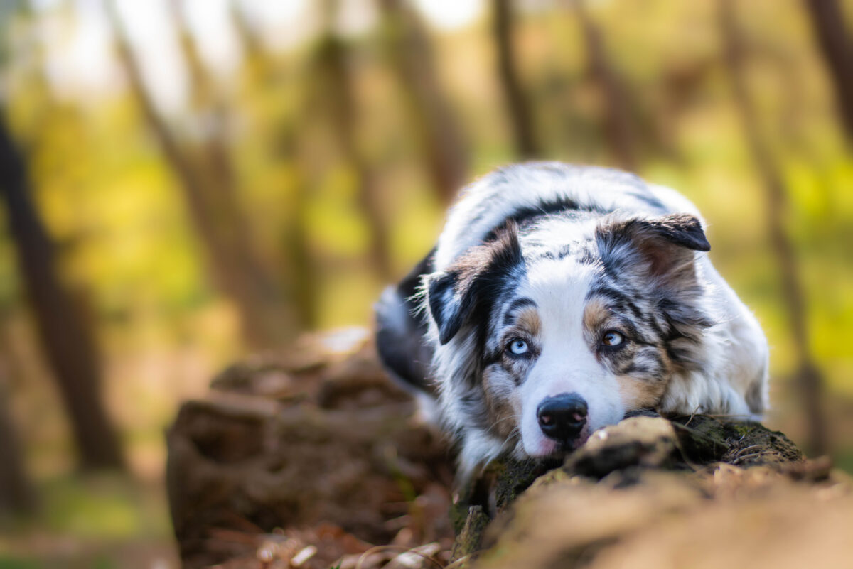 blue-eyed-dogs-36-enchanting-dog-breeds-with-cerulean-eyes